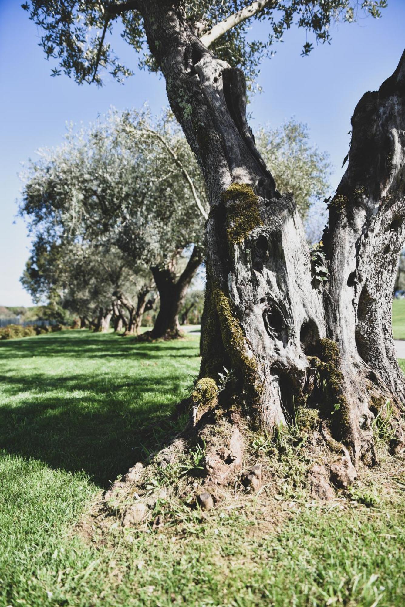 Vigna Caio Relais & Spa (Adults Only) Bracciano  Esterno foto